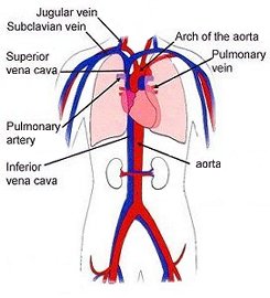 Blood Flow