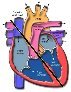 The Heart