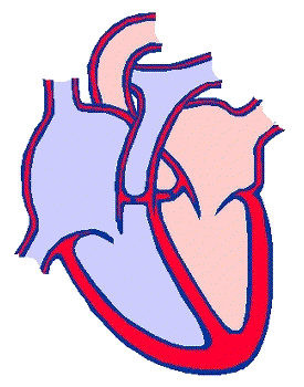 The Heart